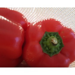 Obst und Gemüsebeutel Baumwolle 3er Set
